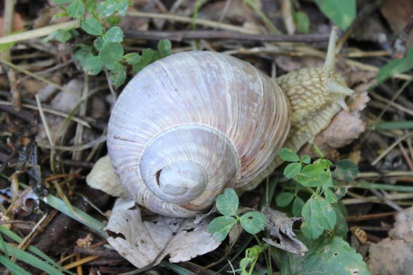 Weinbergschnecke