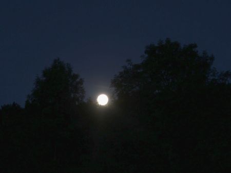 Mond zwischen Bäumen