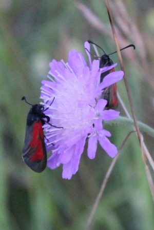 keine Ahnung was das für welche sind