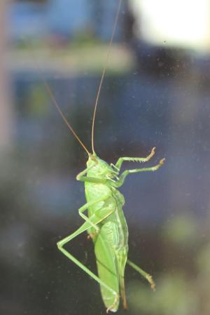 Heupferd an der Fenserscheibe