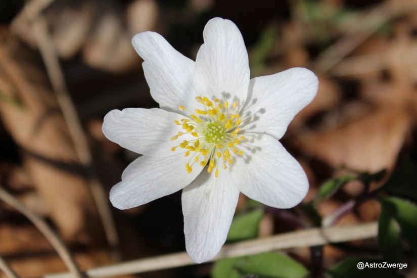 Blüte eines weißes Buschwindröschen