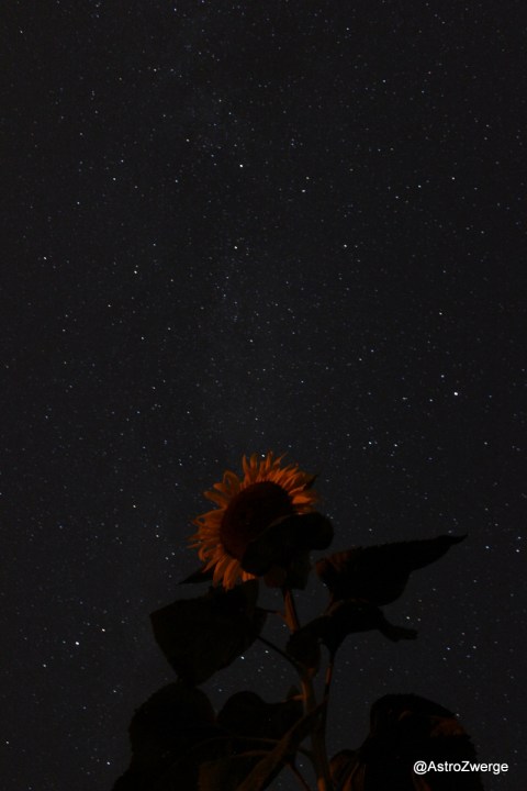 Sonnenblume bei Nacht