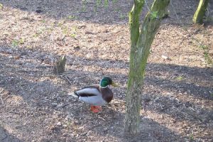 Ente watschelt über braune Erde , kleine Blätter an den Zweigen
