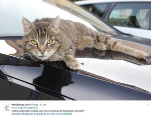 DLR_next #Projekt_4D Thema Haustier: Unser Kater liegt auf der Motorhaube und starrt in die Kamera