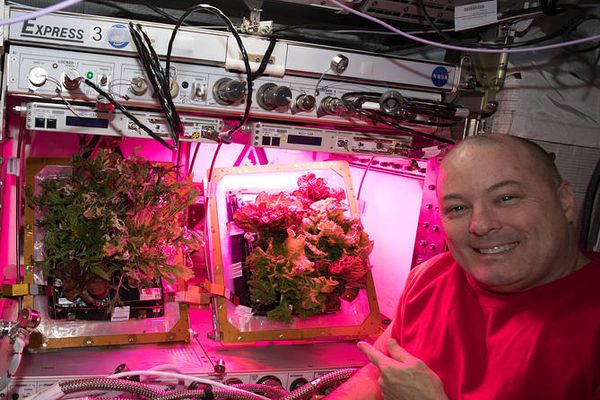 Scott Tingle vor in der ISS wachsendem Salat