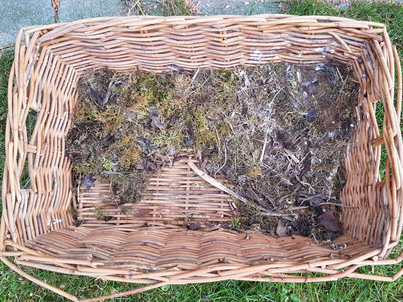 großer Korb mit Moos und Federn, in dem das Gartenrotschwänzchen nistete