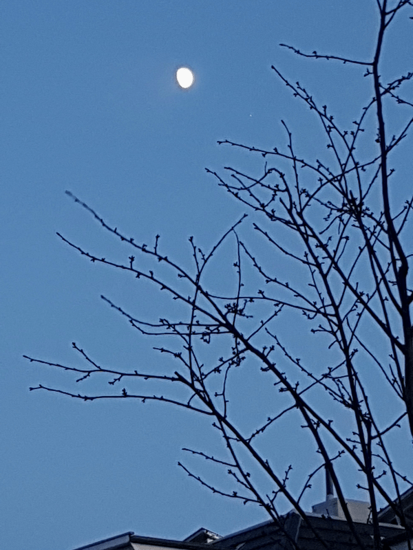Mond links neben Jupiter am Abendhimmel hinter Ästen