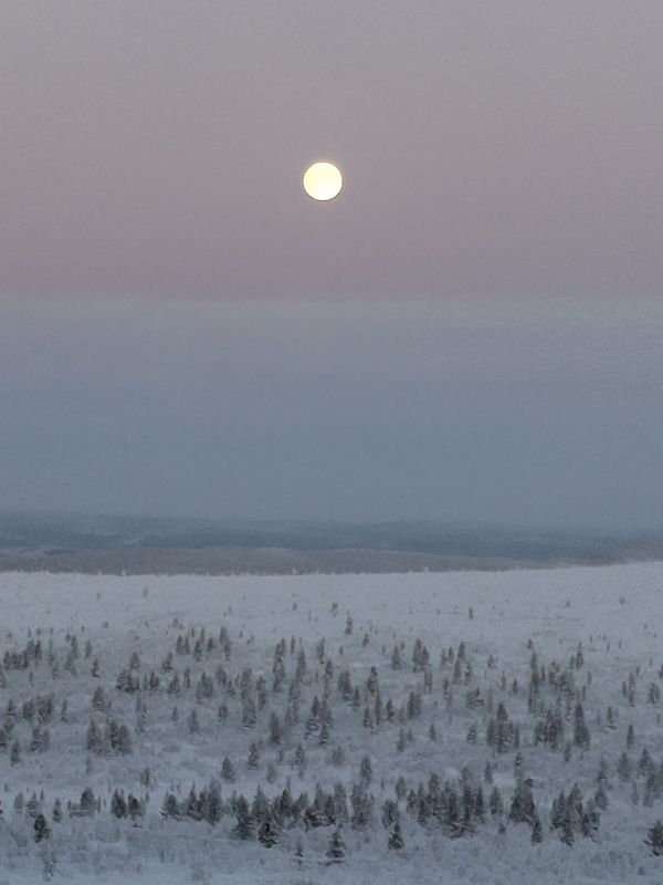 Schneelandschaft mit Bäumen mit Vollmond am rosa Himmel